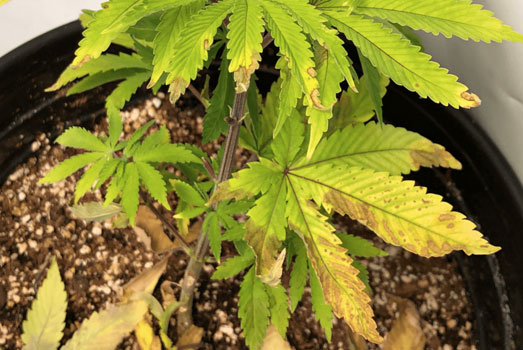 Wietplant in groeifase met stikstof tekort. Wietplant in groeifase met stikstof tekort.