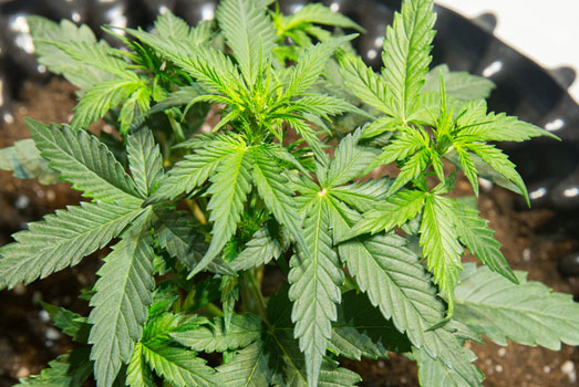 Jonge wietplant van de Norther Light. Jonge wietplant van de Norther Light.