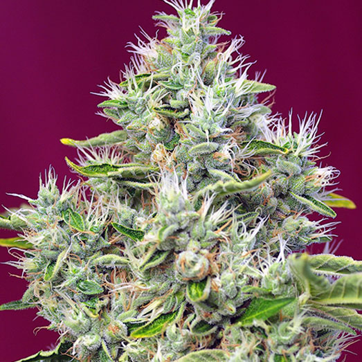 Wietplant van de San Fernando Lemon Kush. Wietplant van de San Fernando Lemon Kush.