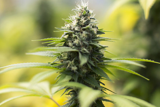 Sour Diesel kan zowel binnen als buiten worden gekweekt. Sour Diesel kan zowel binnen als buiten worden gekweekt.