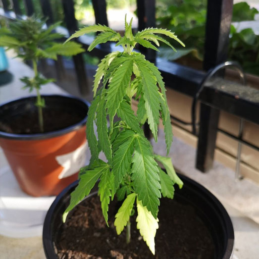 Een wietplant die te weinig water heeft gehad. Een wietplant die te weinig water heeft gehad.