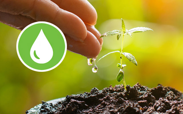 Wietplanten water geven