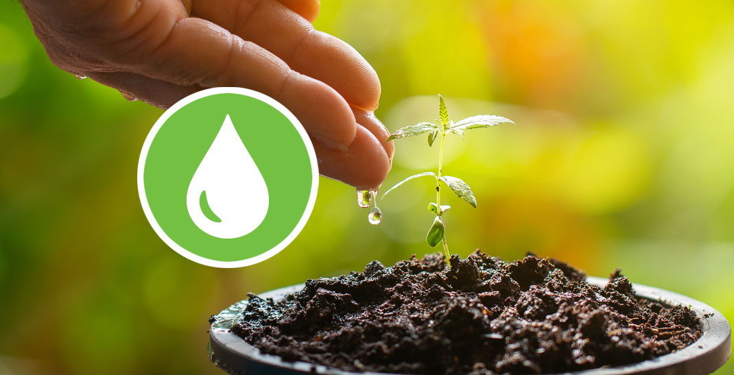 Wietplanten water geven - Hoeveel water heeft een wietplant nodig per dag?