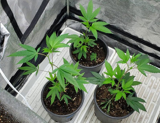 Drie wietplanten in een kweektent. Drie wietplanten in een kweektent.