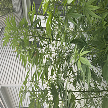 Blackberry Moonrocks