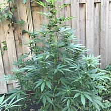 Northern Light Automatic