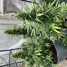 Amnesia Ganja Haze Auto