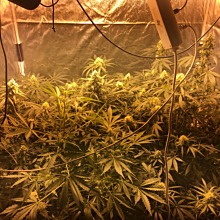 Jamaican Dream
