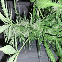 Wedding Cake Auto