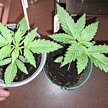 White widow Automatic