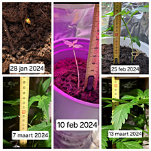 White widow Automatic