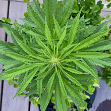 Super Lemon Haze Auto