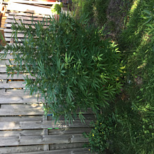 Caramelo Early Version