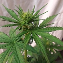 Big Bud