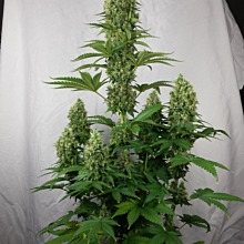 Big Bud