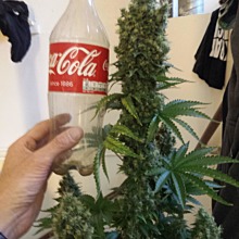 Big Bud