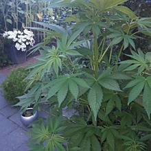 NY Diesel CBD