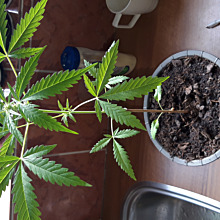 Auto Cheese NL
