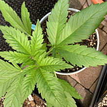 CBD Blueberry