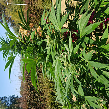 Afghan Kush x White Widow