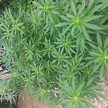 Critical Super Silver Haze