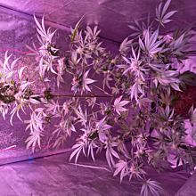 Amnesia x Buddha Kush