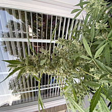 Bubble Kush Automatic