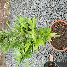 White Widow Automatic