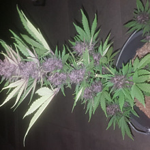 Berry Bomb Autoflower