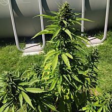 Banana Punch Auto