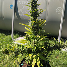 Watermelon Wedding Cake Double XL Auto