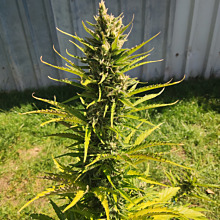 Watermelon Wedding Cake Double XL Auto