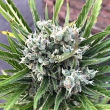 Blueberry Bliss Auto