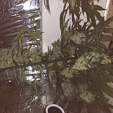 Girl Scout Cookies Extreme