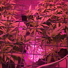 Auto Critical Orange Punch