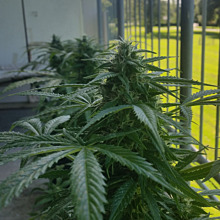 Kera NLX Diamond Auto