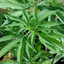 Afghan Kush x Black Domina