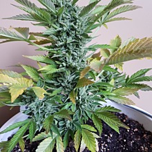 Glue Auto
