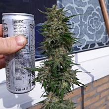 Big Bud Auto