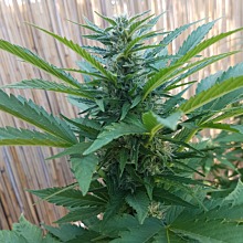 Lowryder 2 Auto