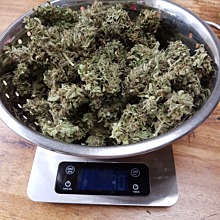 Auto Chocolate Skunk