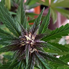 Auto Blackberry Kush