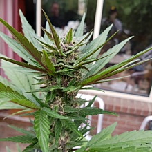 Auto Blackberry Kush