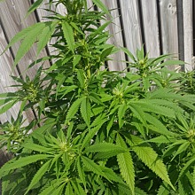 Big Bud