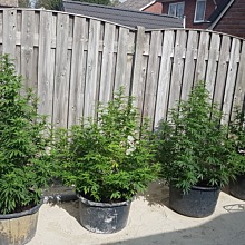 Big Bud