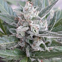 Great White Shark Auto 