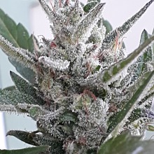 Great White Shark Auto 