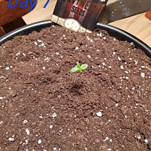 Wipeout Express Auto