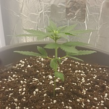 Jack Herer Auto