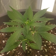 Jack Herer Auto
